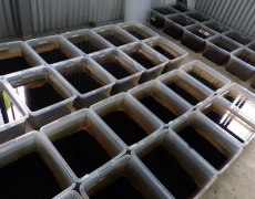 オオヒキガエルの駆除